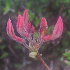 Rhododendron prinophyllum