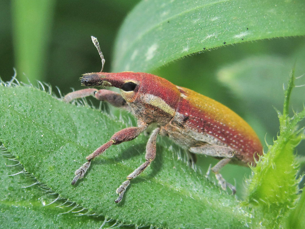 Lixus vilis