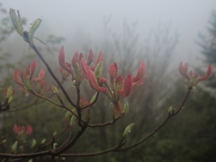 Rhododendron prinophyllum