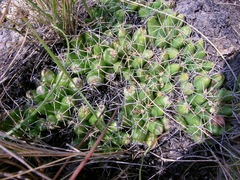 Mammillaria longimamma