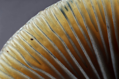 Psilocybe subaeruginosa