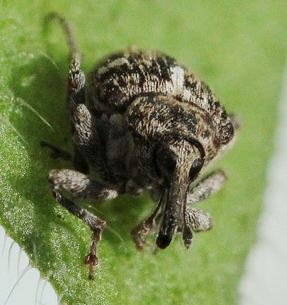 Mogulones cynoglossi