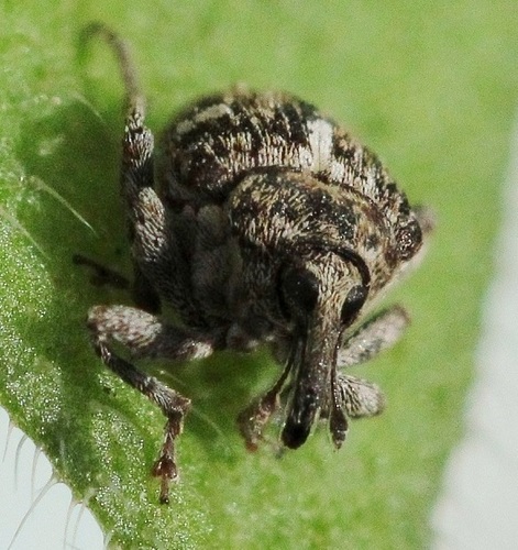 Mogulones cynoglossi