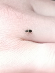 Asaphidion