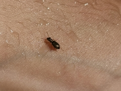 Asaphidion