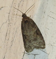 Acleris chalybeana