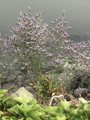 Limonium ramosissimum