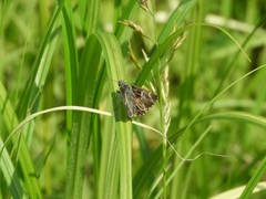 Muschampia floccifera
