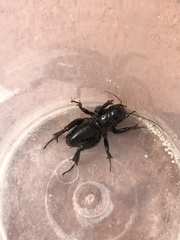 Stenopelmatus minor