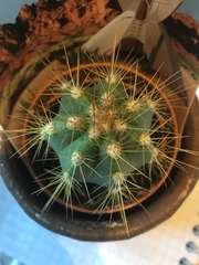 Parodia