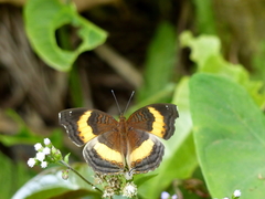 Junonia elgiva