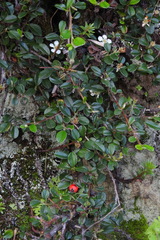 Cotoneaster morrisonensis