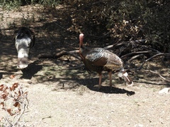 Meleagris gallopavo mexicana