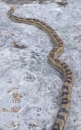 Cincuate Bull Snake