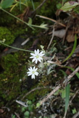 Stellaria vestita