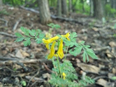 Corydalis aurea aurea