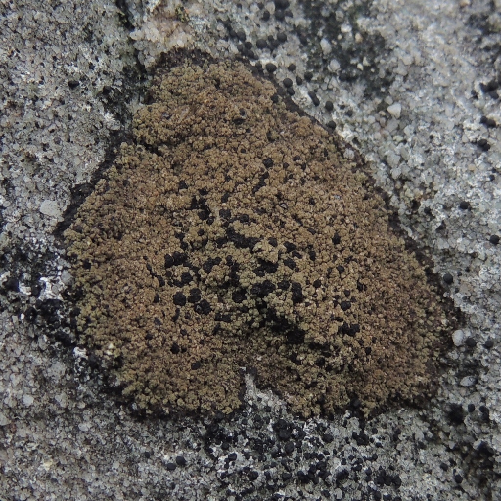 fuscidia lichens and allies