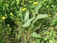 Silphium terebinthinaceum
