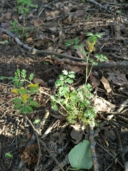 Corydalis aurea aurea
