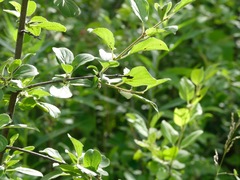 Silphium terebinthinaceum