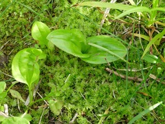 Silphium terebinthinaceum
