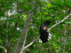Silphium terebinthinaceum