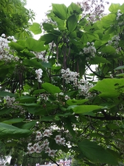 Catalpa bignonioides