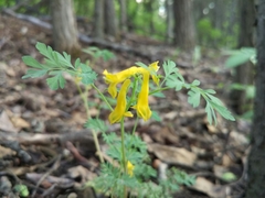 Corydalis aurea aurea