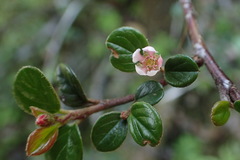 Cotoneaster rosiflorus