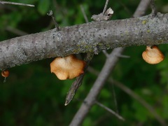 Silphium terebinthinaceum
