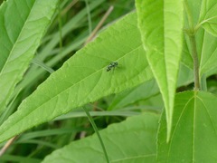 Silphium terebinthinaceum