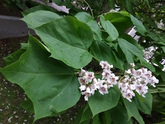 Catalpa bignonioides