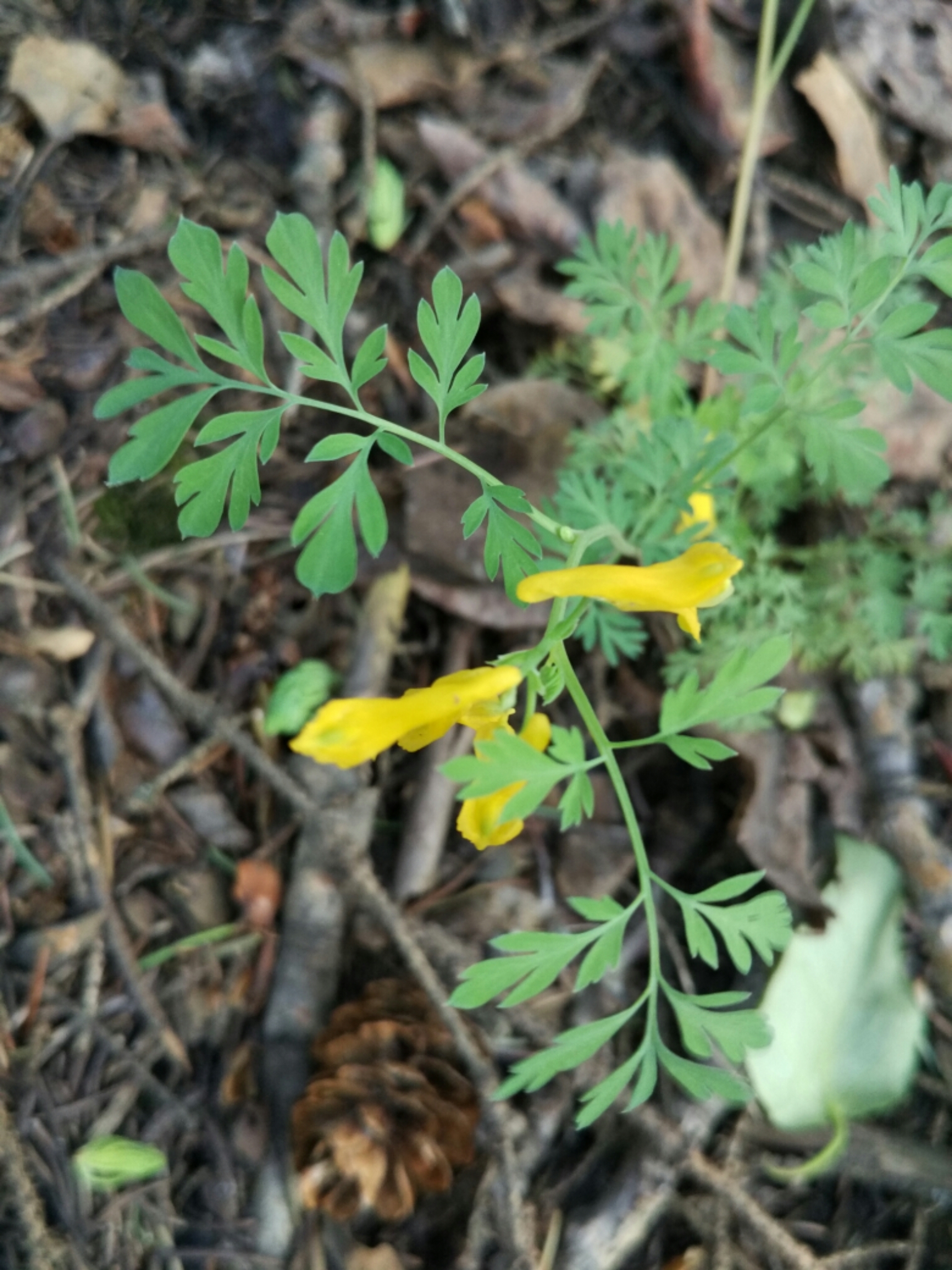 Corydalis aurea ssp. aurea