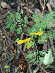 Corydalis aurea aurea