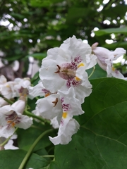 Catalpa bignonioides
