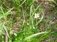 Silphium terebinthinaceum