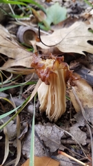 Helvellaceae