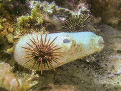 Ascidiella aspersa