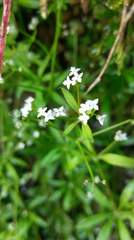 Galium echinocarpum