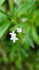 Galium echinocarpum