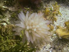 Doryteuthis sanpaulensis