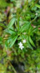 Galium echinocarpum