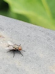 Musca domestica