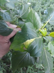 Pemphigus phenax