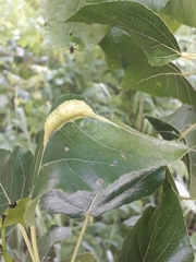Pemphigus phenax