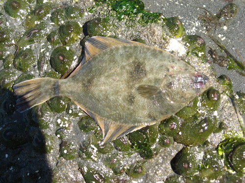 Starry Flounder