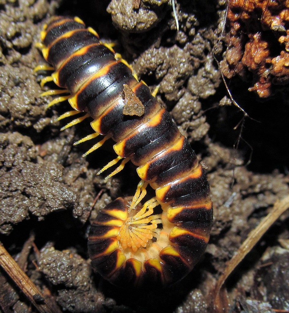 Mohican Cherry Millipede