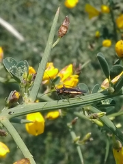 Capsodes