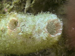 Ascidiella aspersa