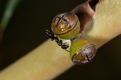 Colobopsis gasseri